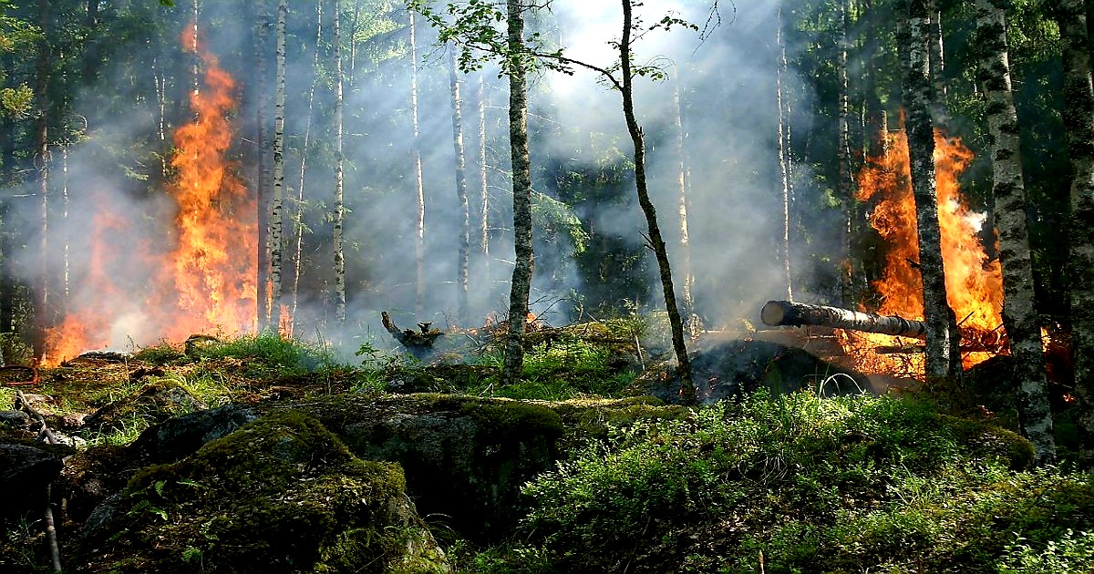EMERGENZA INCENDI NEL MEDITERRANEO: L’IMPATTO DEL CAMBIAMENTO CLIMATICO
